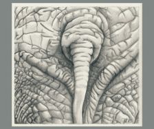 Elephant Butt, 2015